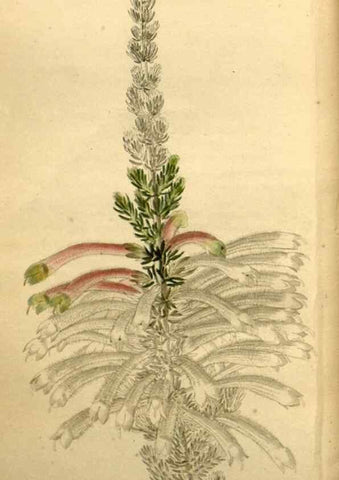 Reproducción/Reproduction 48787319908: The botanical cabinet. London :John & Arthur Arch ...,1817-1833.. 