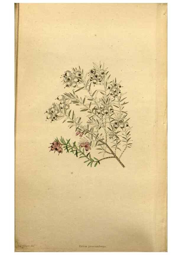 Reproducción/Reproduction 48787680691: The botanical cabinet. London :John & Arthur Arch ...,1817-1833.. 