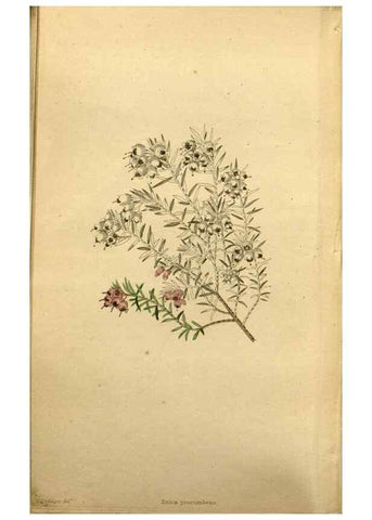 Reproducción/Reproduction 48787680691: The botanical cabinet. London :John & Arthur Arch ...,1817-1833.. 