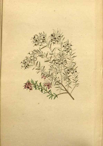 Reproducción/Reproduction 48787680691: The botanical cabinet. London :John & Arthur Arch ...,1817-1833.. 