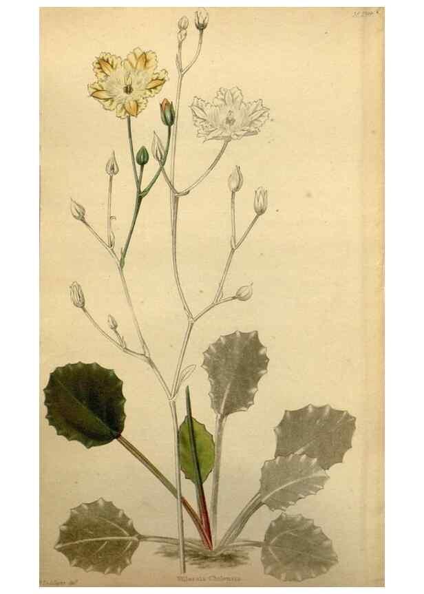 Reproducción/Reproduction 48787320553: The botanical cabinet. London :John & Arthur Arch ...,1817-1833.. 