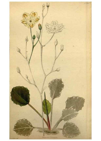 Reproducción/Reproduction 48787320553: The botanical cabinet. London :John & Arthur Arch ...,1817-1833.. 