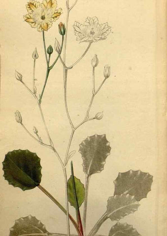 Reproducción/Reproduction 48787320553: The botanical cabinet. London :John & Arthur Arch ...,1817-1833.. 