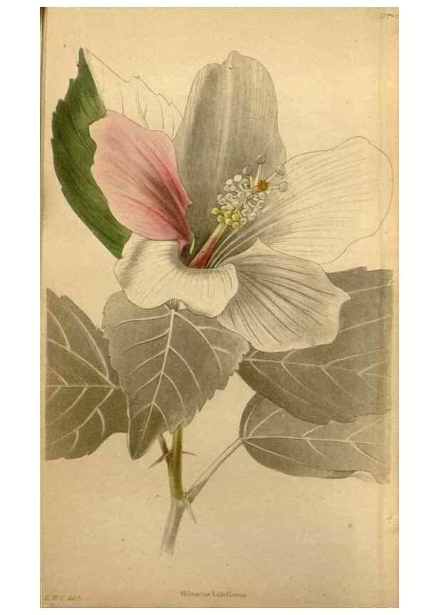 Reproducción/Reproduction 48787320863: The botanical cabinet. London :John & Arthur Arch ...,1817-1833.. 