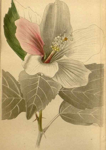Reproducción/Reproduction 48787320863: The botanical cabinet. London :John & Arthur Arch ...,1817-1833.. 