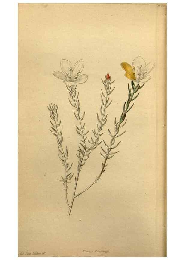 Reproducción/Reproduction 48787681741: The botanical cabinet. London :John & Arthur Arch ...,1817-1833.. 