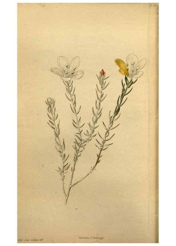 Reproducción/Reproduction 48787681741: The botanical cabinet. London :John & Arthur Arch ...,1817-1833.. 