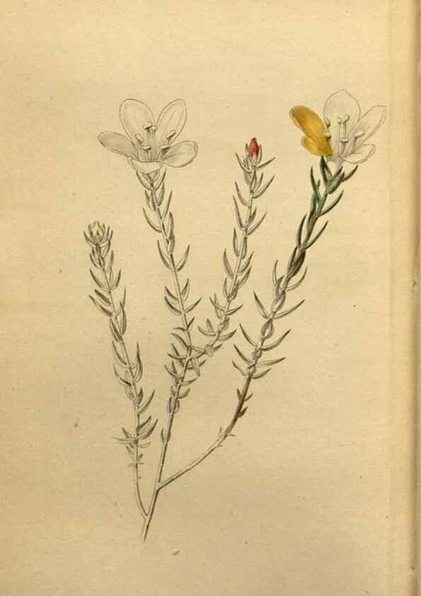Reproducción/Reproduction 48787681741: The botanical cabinet. London :John & Arthur Arch ...,1817-1833.. 