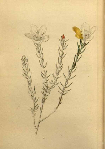Reproducción/Reproduction 48787681741: The botanical cabinet. London :John & Arthur Arch ...,1817-1833.. 