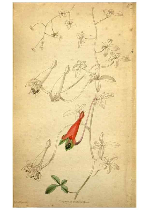 Reproducción/Reproduction 48787318973: The botanical cabinet. London :John & Arthur Arch ...,1817-1833.. 