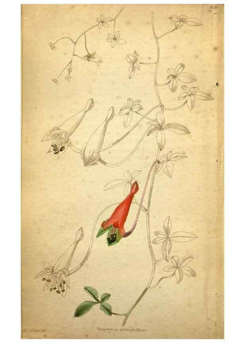Reproducción/Reproduction 48787318973: The botanical cabinet. London :John & Arthur Arch ...,1817-1833.. 