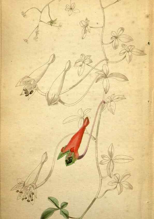 Reproducción/Reproduction 48787318973: The botanical cabinet. London :John & Arthur Arch ...,1817-1833.. 