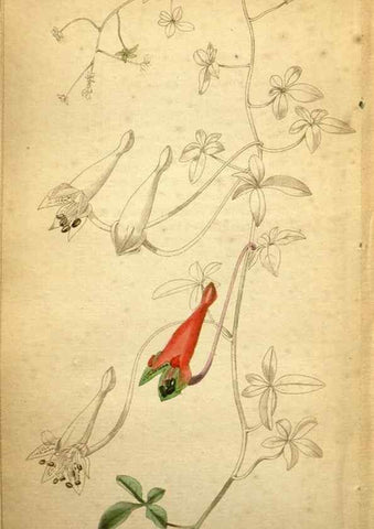 Reproducción/Reproduction 48787318973: The botanical cabinet. London :John & Arthur Arch ...,1817-1833.. 