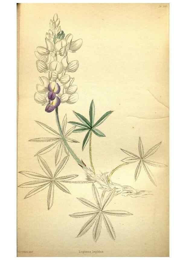 Reproducción/Reproduction 48787827682: The botanical cabinet. London :John & Arthur Arch ...,1817-1833.. 