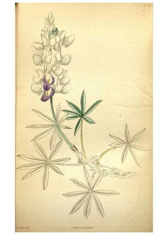 Reproducción/Reproduction 48787827682: The botanical cabinet. London :John & Arthur Arch ...,1817-1833.. 