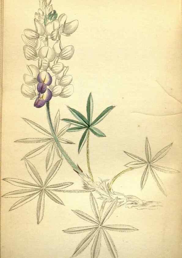 Reproducción/Reproduction 48787827682: The botanical cabinet. London :John & Arthur Arch ...,1817-1833.. 