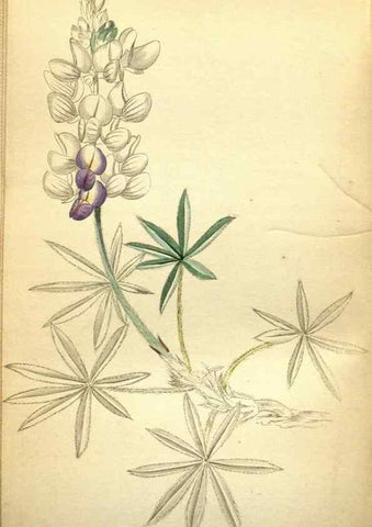 Reproducción/Reproduction 48787827682: The botanical cabinet. London :John & Arthur Arch ...,1817-1833.. 