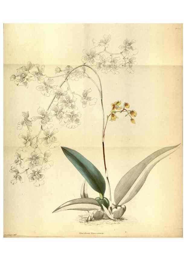 Reproducción/Reproduction 48787872797: The botanical cabinet. London :John & Arthur Arch ...,1817-1833.. 