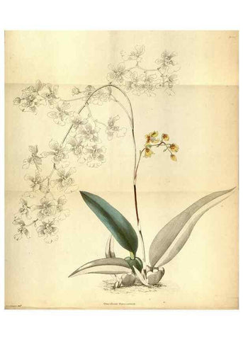 Reproducción/Reproduction 48787872797: The botanical cabinet. London :John & Arthur Arch ...,1817-1833.. 