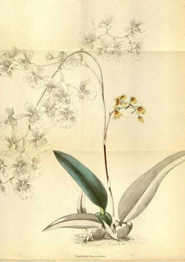 Reproducción/Reproduction 48787872797: The botanical cabinet. London :John & Arthur Arch ...,1817-1833.. 