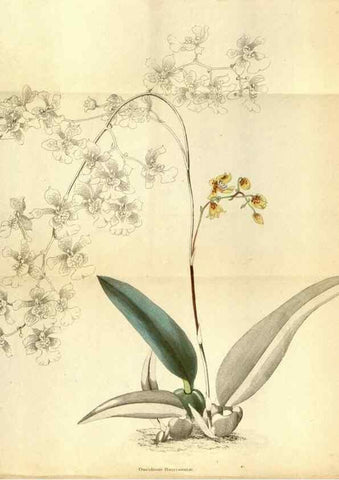 Reproducción/Reproduction 48787872797: The botanical cabinet. London :John & Arthur Arch ...,1817-1833.. 