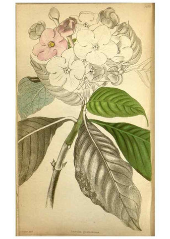 Reproducción/Reproduction 48787873392: The botanical cabinet. London :John & Arthur Arch ...,1817-1833.. 