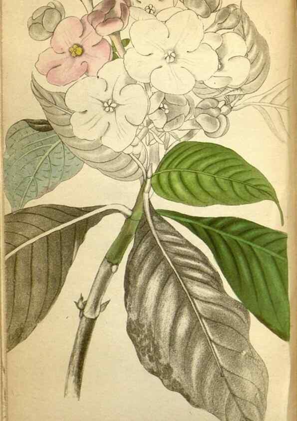 Reproducción/Reproduction 48787873392: The botanical cabinet. London :John & Arthur Arch ...,1817-1833.. 