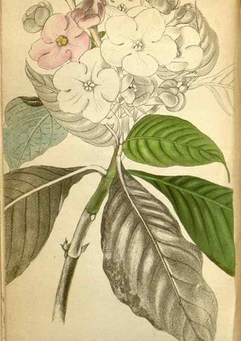 Reproducción/Reproduction 48787873392: The botanical cabinet. London :John & Arthur Arch ...,1817-1833.. 