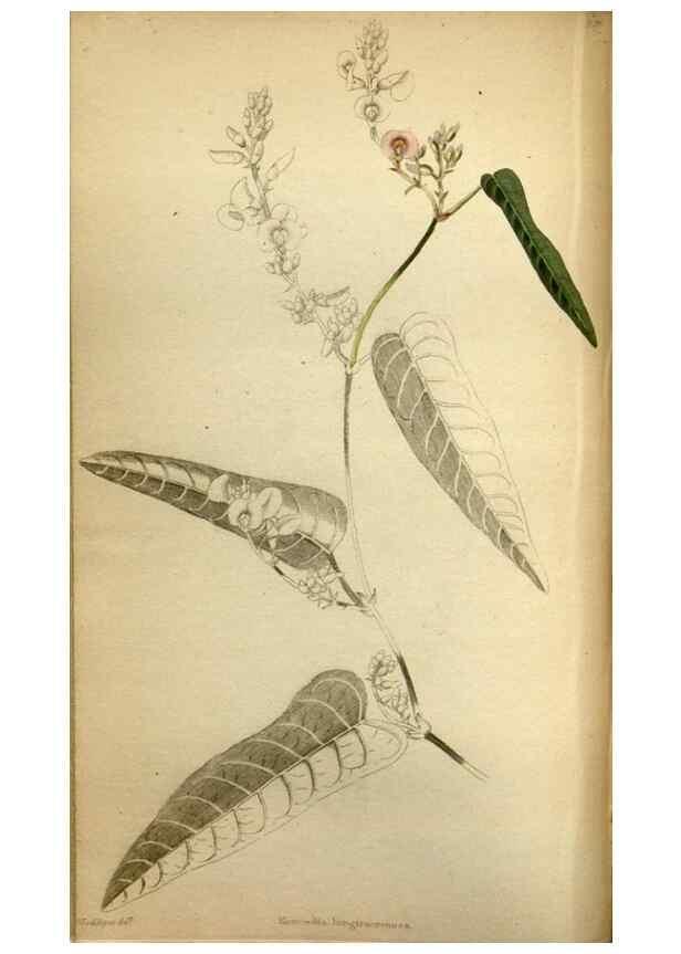 Reproducción/Reproduction 48787369043: The botanical cabinet. London :John & Arthur Arch ...,1817-1833.. 