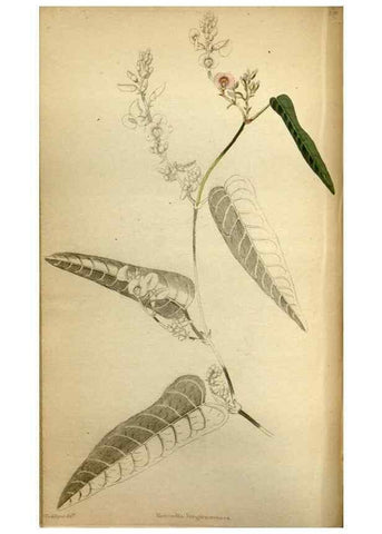 Reproducción/Reproduction 48787369043: The botanical cabinet. London :John & Arthur Arch ...,1817-1833.. 