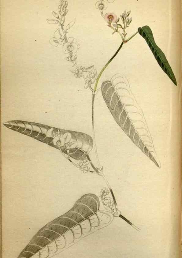 Reproducción/Reproduction 48787369043: The botanical cabinet. London :John & Arthur Arch ...,1817-1833.. 