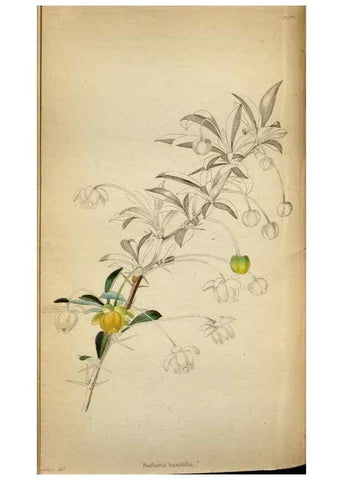 Reproducción/Reproduction 48787880077: The botanical cabinet. London :John & Arthur Arch ...,1817-1833.. 