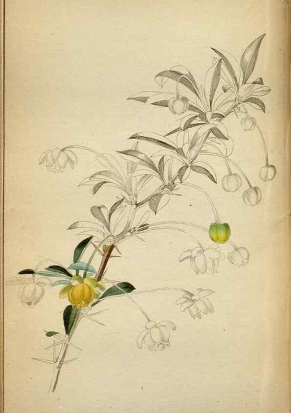 Reproducción/Reproduction 48787880077: The botanical cabinet. London :John & Arthur Arch ...,1817-1833.. 