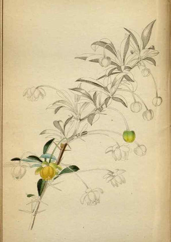 Reproducción/Reproduction 48787880077: The botanical cabinet. London :John & Arthur Arch ...,1817-1833.. 