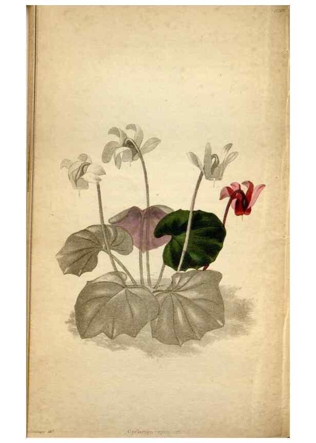 Reproducción/Reproduction 48787729766: The botanical cabinet. London :John & Arthur Arch ...,1817-1833.. 