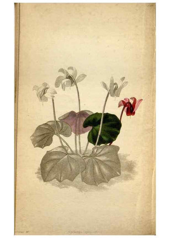 Reproducción/Reproduction 48787729766: The botanical cabinet. London :John & Arthur Arch ...,1817-1833.. 