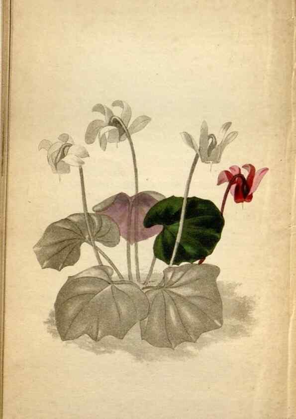Reproducción/Reproduction 48787729766: The botanical cabinet. London :John & Arthur Arch ...,1817-1833.. 