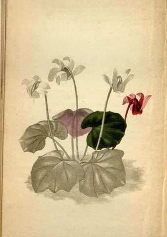 Reproducción/Reproduction 48787729766: The botanical cabinet. London :John & Arthur Arch ...,1817-1833.. 