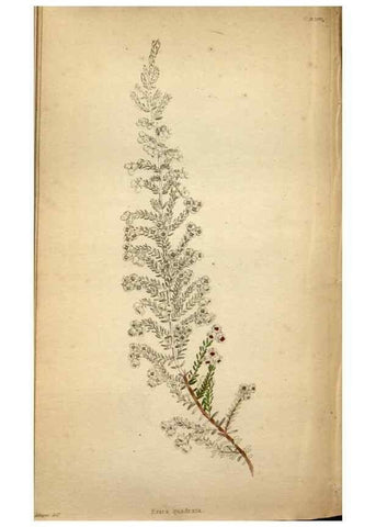 Reproducción/Reproduction 48787369958: The botanical cabinet. London :John & Arthur Arch ...,1817-1833.. 