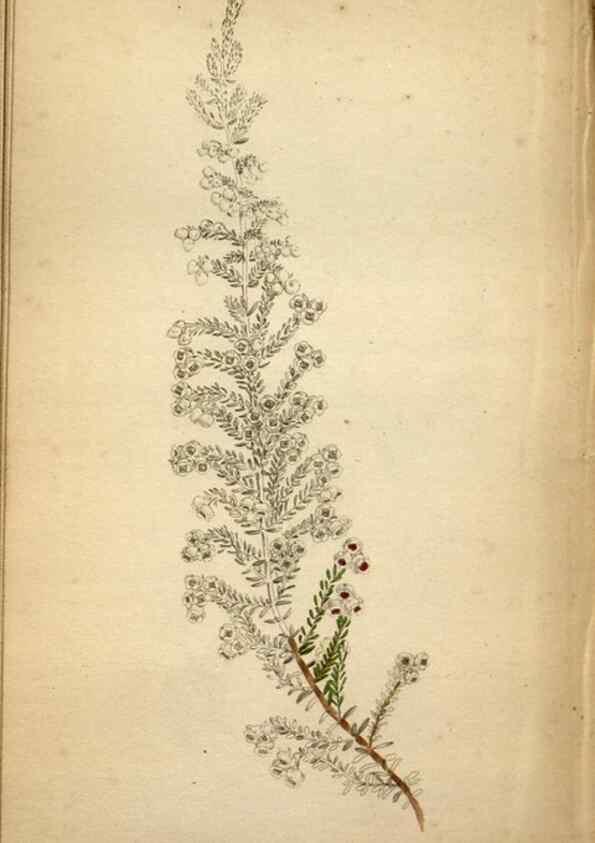 Reproducción/Reproduction 48787369958: The botanical cabinet. London :John & Arthur Arch ...,1817-1833.. 