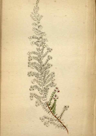 Reproducción/Reproduction 48787369958: The botanical cabinet. London :John & Arthur Arch ...,1817-1833.. 