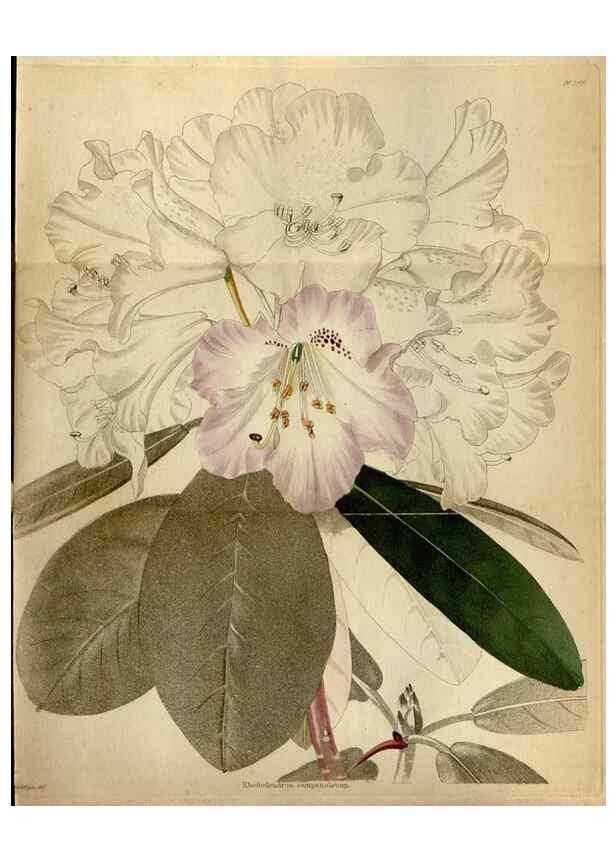 Reproducción/Reproduction 48787730336: The botanical cabinet. London :John & Arthur Arch ...,1817-1833.. 