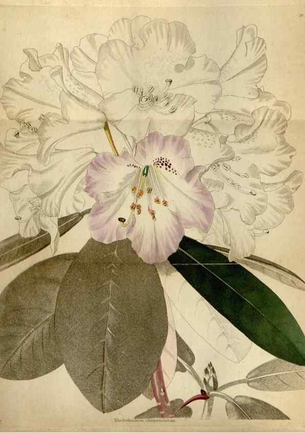 Reproducción/Reproduction 48787730336: The botanical cabinet. London :John & Arthur Arch ...,1817-1833.. 