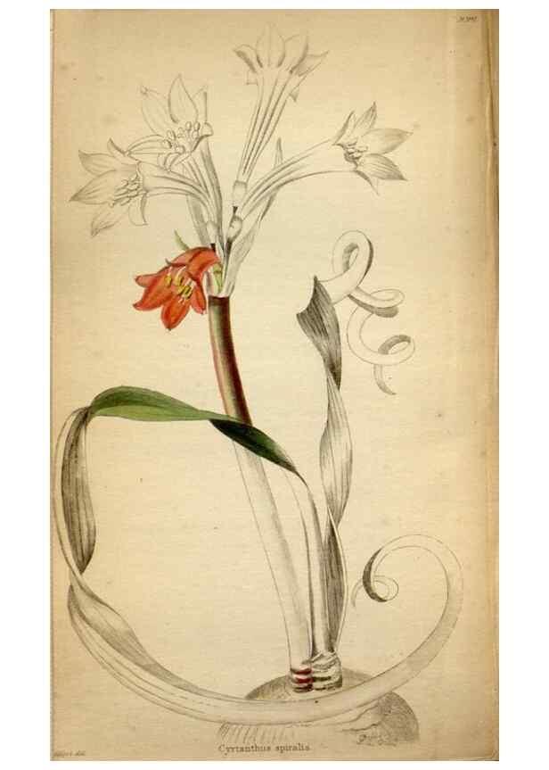Reproducción/Reproduction 48787730691: The botanical cabinet. London :John & Arthur Arch ...,1817-1833.. 