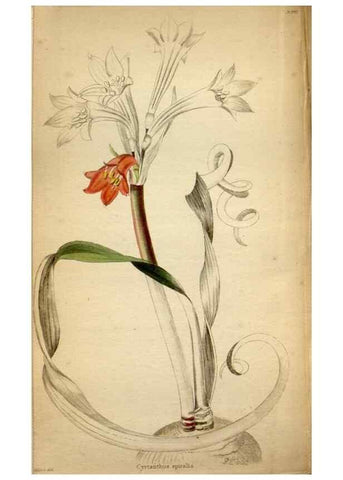 Reproducción/Reproduction 48787730691: The botanical cabinet. London :John & Arthur Arch ...,1817-1833.. 