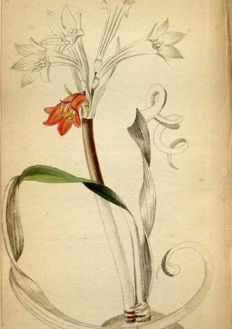 Reproducción/Reproduction 48787730691: The botanical cabinet. London :John & Arthur Arch ...,1817-1833.. 