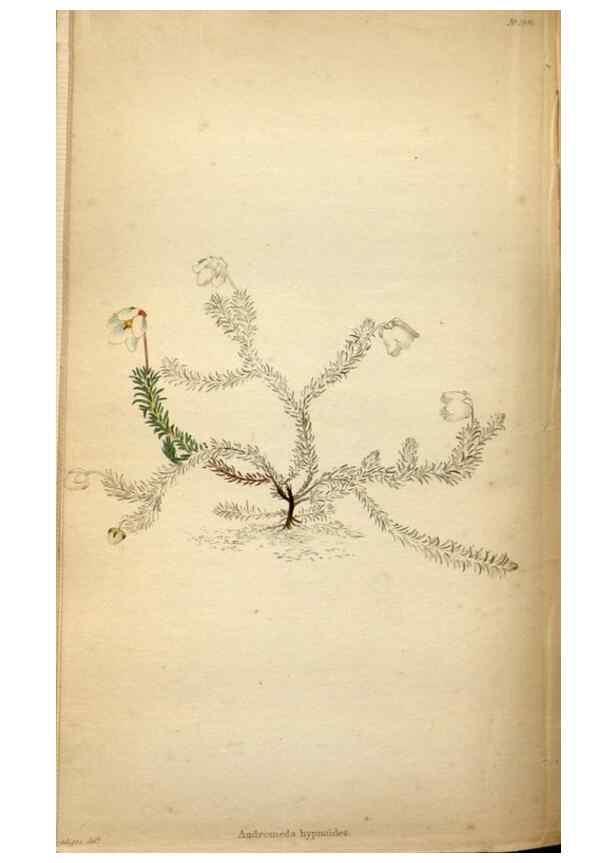 Reproducción/Reproduction 48787881612: The botanical cabinet. London :John & Arthur Arch ...,1817-1833.. 
