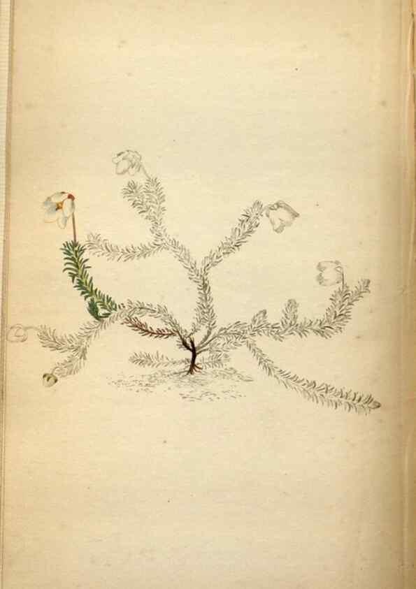 Reproducción/Reproduction 48787881612: The botanical cabinet. London :John & Arthur Arch ...,1817-1833.. 