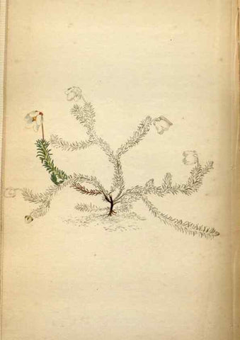 Reproducción/Reproduction 48787881612: The botanical cabinet. London :John & Arthur Arch ...,1817-1833.. 