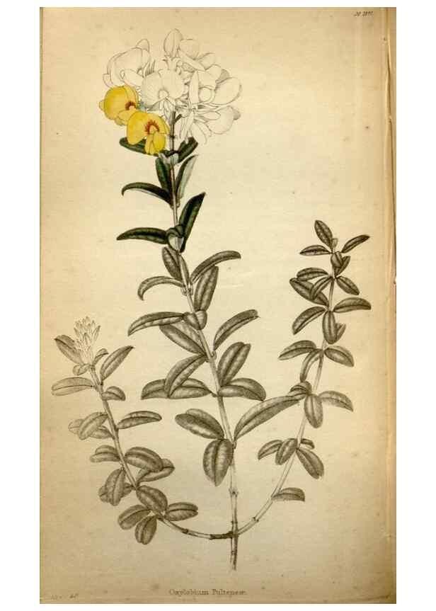 Reproducción/Reproduction 48787371123: The botanical cabinet. London :John & Arthur Arch ...,1817-1833.. 